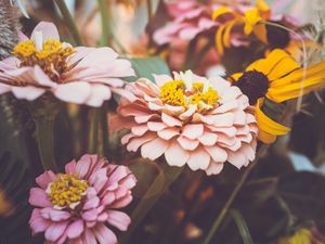 Preview wallpaper zinnia, garden, flowers, petals, macro