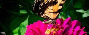 Preview wallpaper zinnia, papilio glaucus, butterfly, macro, petals