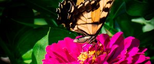 Preview wallpaper zinnia, papilio glaucus, butterfly, macro, petals