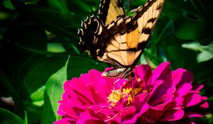 Preview wallpaper zinnia, papilio glaucus, butterfly, macro, petals