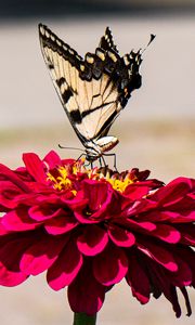 Preview wallpaper zinnia, papilio glaucus, butterfly, macro, petals, shadows