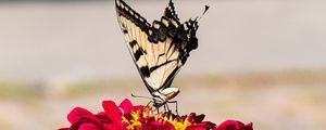 Preview wallpaper zinnia, papilio glaucus, butterfly, macro, petals, shadows