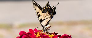 Preview wallpaper zinnia, papilio glaucus, butterfly, macro, petals, shadows