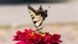 Preview wallpaper zinnia, papilio glaucus, butterfly, macro, petals, shadows