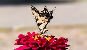 Preview wallpaper zinnia, papilio glaucus, butterfly, macro, petals, shadows