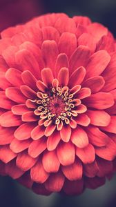 Preview wallpaper zinnia, petals, close-up