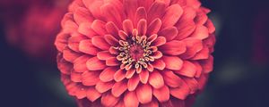 Preview wallpaper zinnia, petals, close-up