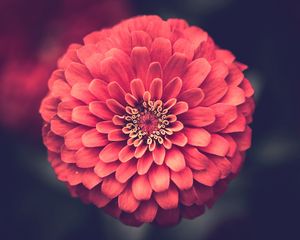 Preview wallpaper zinnia, petals, close-up