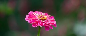 Preview wallpaper zinnia, petals, flower, blur, pink