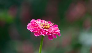 Preview wallpaper zinnia, petals, flower, blur, pink