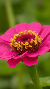 Preview wallpaper zinnia, petals, flower, pink, macro