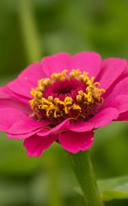 Preview wallpaper zinnia, petals, flower, pink, macro