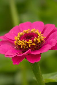 Preview wallpaper zinnia, petals, flower, pink, macro