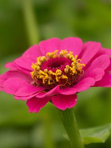 Preview wallpaper zinnia, petals, flower, pink, macro