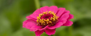 Preview wallpaper zinnia, petals, flower, pink, macro