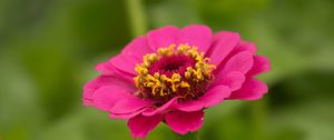 Preview wallpaper zinnia, petals, flower, pink, macro