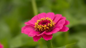 Preview wallpaper zinnia, petals, flower, pink, macro