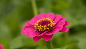 Preview wallpaper zinnia, petals, flower, pink, macro