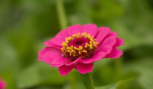 Preview wallpaper zinnia, petals, flower, pink, macro