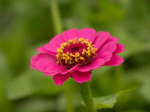 Preview wallpaper zinnia, petals, flower, pink, macro