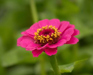 Preview wallpaper zinnia, petals, flower, pink, macro