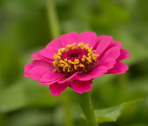 Preview wallpaper zinnia, petals, flower, pink, macro