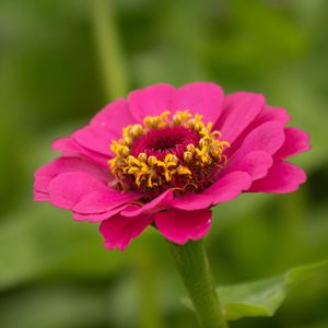 Preview wallpaper zinnia, petals, flower, pink, macro