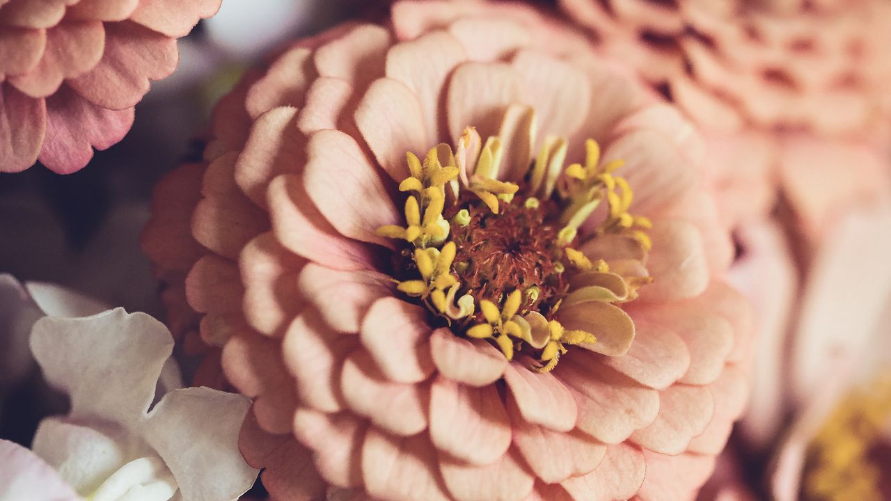 Wallpaper zinnia, petals, pink, flowers, blur, macro