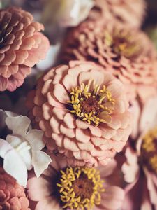 Preview wallpaper zinnia, petals, pink, flowers, blur, macro