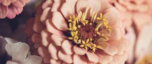 Preview wallpaper zinnia, petals, pink, flowers, blur, macro