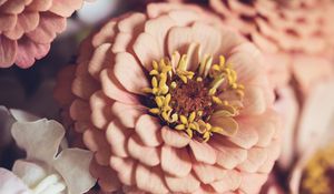 Preview wallpaper zinnia, petals, pink, flowers, blur, macro