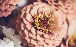 Preview wallpaper zinnia, petals, pink, flowers, blur, macro