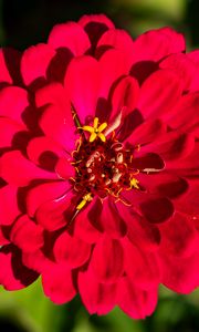 Preview wallpaper zinnia, petals, pink, flower, plant, macro