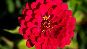 Preview wallpaper zinnia, petals, pink, flower, plant, macro