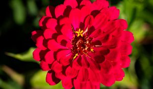 Preview wallpaper zinnia, petals, pink, flower, plant, macro