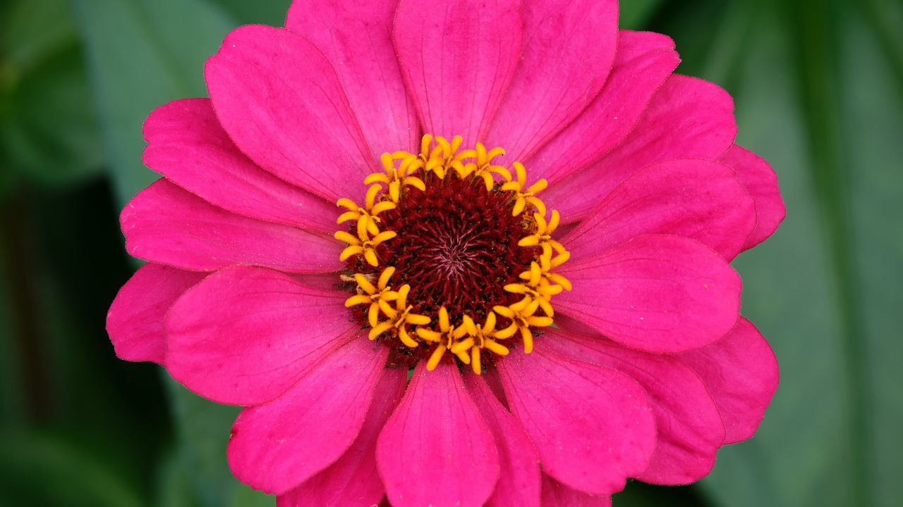 Wallpaper zinnia, petals, pink, flower, macro