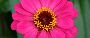 Preview wallpaper zinnia, petals, pink, flower, macro