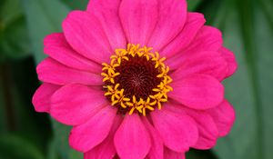 Preview wallpaper zinnia, petals, pink, flower, macro