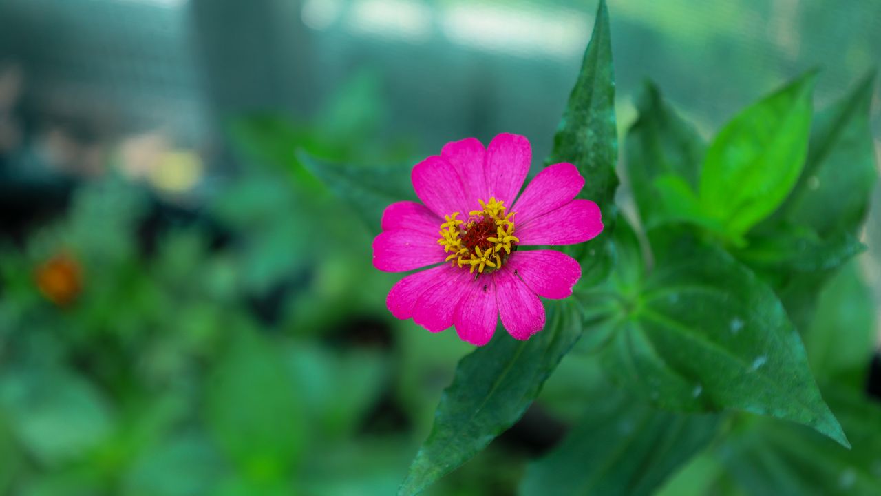 Wallpaper zinnia, petals, pink, flower, leaves, macro