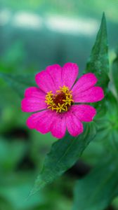 Preview wallpaper zinnia, petals, pink, flower, leaves, macro