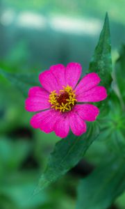 Preview wallpaper zinnia, petals, pink, flower, leaves, macro