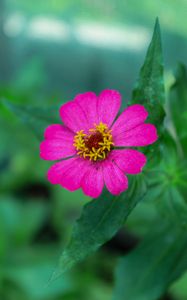 Preview wallpaper zinnia, petals, pink, flower, leaves, macro