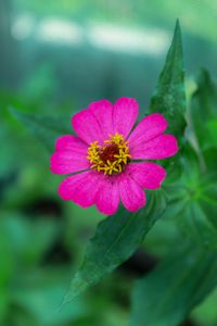 Preview wallpaper zinnia, petals, pink, flower, leaves, macro