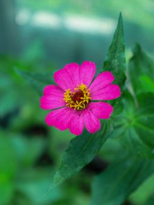 Preview wallpaper zinnia, petals, pink, flower, leaves, macro