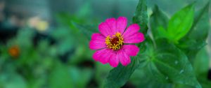 Preview wallpaper zinnia, petals, pink, flower, leaves, macro