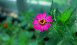 Preview wallpaper zinnia, petals, pink, flower, leaves, macro