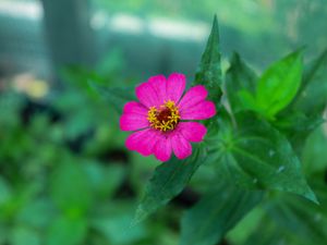 Preview wallpaper zinnia, petals, pink, flower, leaves, macro