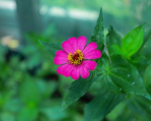 Preview wallpaper zinnia, petals, pink, flower, leaves, macro