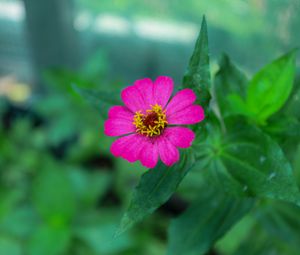 Preview wallpaper zinnia, petals, pink, flower, leaves, macro