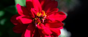 Preview wallpaper zinnia, petals, red, flower, plant, macro